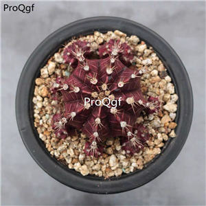 39usd Prodgf 3Pcs A Set rare color zimudan plant