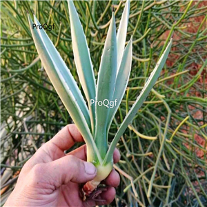 39usd Prodgf 2Pcs A Set agave yinbian plant