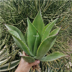 39usd Prodgf 1Pcs A Set agave feicuipan plant