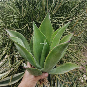 39usd Prodgf 1Pcs A Set agave feicuipan plant