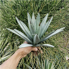 39usd Prodgf 1Pcs A Set agave bahuangdian plant