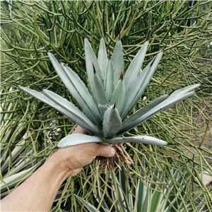 39usd Prodgf 1Pcs A Set agave bahuangdian plant