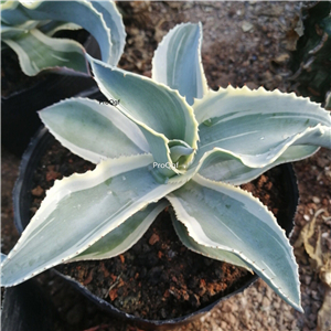 59usd Prodgf 1Pcs A Set agave qumian jinbian plant