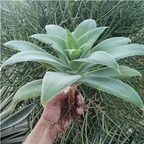 59usd Prodgf 1Pcs A Set agave fox tail huwei plant