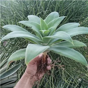 59usd Prodgf 1Pcs A Set agave fox tail huwei plant