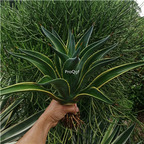 39usd Prodgf 1Pcs A Set agave gold edge black night jinbian heiye plant