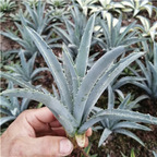 39usd Prodgf 1Pcs A Set agave jianye bahuangdian  plant