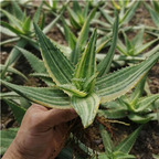 39usd Prodgf 1Pcs A Set aloe mingling plant