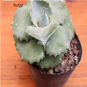 39usd Prodgf 2Pcs A Set agave leishen plant
