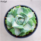 39usd Prodgf 1Pcs A Set agave baizhongban  plant