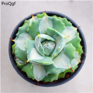 39usd Prodgf 1Pcs A Set agave baizhongban  plant
