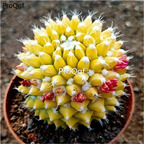 39usd Prodgf 2Pcs A Set yinchunjin succulent plant