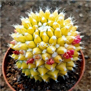 39usd Prodgf 2Pcs A Set yinchunjin succulent plant
