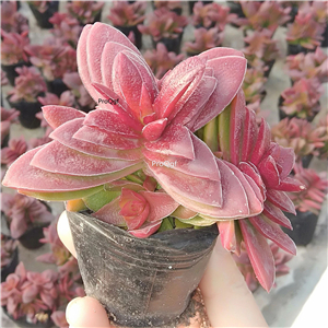 39usd Prodgf 3Pcs A Set red chiguicheng succulent plant