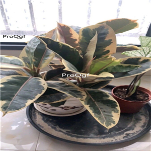 39usd Prodgf 2Pcs A Set huajingang Ficus elastica plant