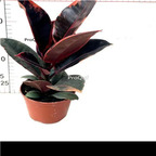 39usd Prodgf 2Pcs A Set hongguangong Ficus elastica plant