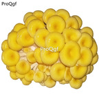 25usd Prodgf 1 Set yellow mushroom seed