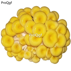 25usd Prodgf 1 Set yellow mushroom seed