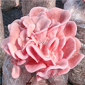 25usd Prodgf 1 Set pink mushroom seed