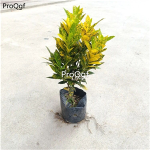 29usd Prodgf 2Pcs A Set Codiaeum variegatum plant