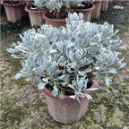 29usd Prodgf 1 Set Crossostephium chinense plant