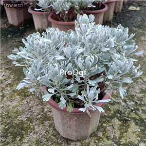 29usd Prodgf 1 Set Crossostephium chinense plant