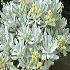 39USD Prodgf 6000Pcs A Set Crossostephium chinense zhenzhumei SEED