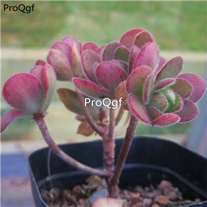 29usd Prodgf 3Pcs A Set olive rose plant
