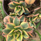 29usd Prodgf 1Pcs A Set xingbao gold red edge plant