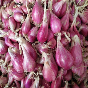19usd Prodgf 100Pcs A Set red onion bulb