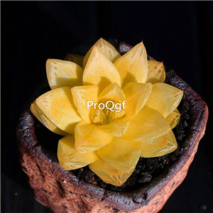 39usd Prodgf 3Pcs A Set gold haworthia plant