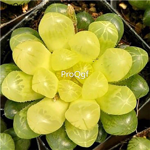 29usd Prodgf 1Pcs A Set gold green hupo haworthia plant