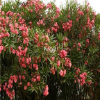 19usd ngryise 500pcs Nerium oleander zhenzhumei seed