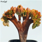 39usd  Prodgf 1Pcs A Set   Aeonium ningmeng zhuihua plant