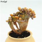 39usd Prodgf 1Pcs A Set Aeonium zuimeiren zhuihua  plant