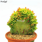 39usd  Prodgf 1Pcs A Set Aeonium qingsong zhuihua  plant