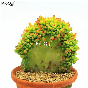 39usd  Prodgf 1Pcs A Set Aeonium qingsong zhuihua  plant