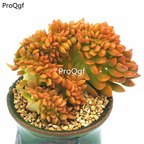 59usd Prodgf 1Pcs A Set Aeonium jinchanchu plant