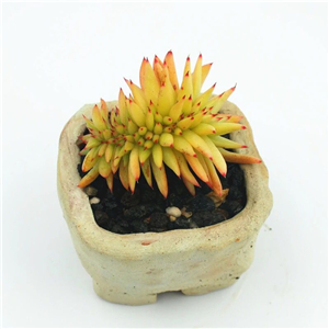 39usd   Prodgf 1Pcs A Set Aeonium hujin zhuihua plant