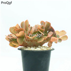 39usd   Prodgf 1Pcs A Set Aeonium hongkongque zhuihua  plant