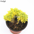 39usd Prodgf 1Pcs A Set Aeonium sansejin zhuihua  plant