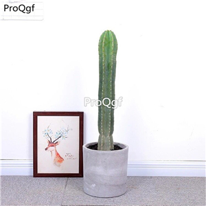 39usd Ngryise 2Pcs A Set Hylocereus undatus  plant