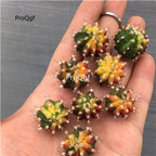 25usd Prodgf 5Pcs A Set mudanjin random plant