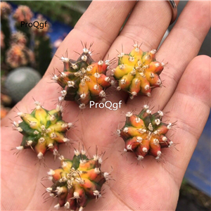 25usd Prodgf 5Pcs A Set mudanjin random plant