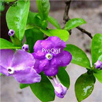 19usd Prodgf 1000Pcs A Set purple Jasminum  seed