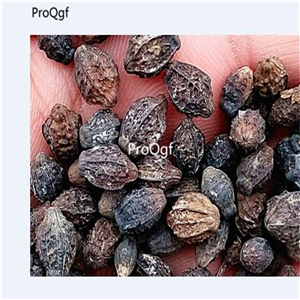 19usd Prodgf 1000Pcs A Set purple Jasminum  seed