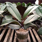 25usd Ngryise 5Pcs A Set Phalaenopsis aphrodite orchid plant