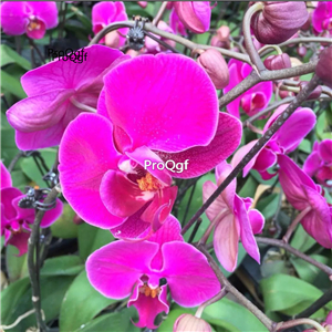 25usd Ngryise 5Pcs A Set Phalaenopsis aphrodite orchid plant
