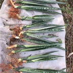 39usd Prodgf 3Pcs A Set Sansevieria trifasciata yinyu plant