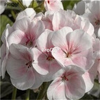 25usd Ngryise 5Pcs A Set hydrangea plant